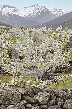 Cherry blossom in Jerte Valley, Caceres. Spring in Spain