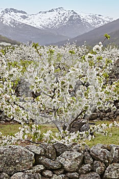 Cherry blossom in Jerte Valley, Caceres. Spring in Spain photo