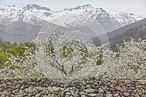 Cherry blossom in Jerte Valley, Caceres. Spring in Spain photo