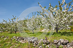 Cherry blossom in Jerte Valley, Caceres. Spring in Spain photo