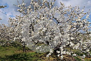 Cherry blossom at Jerte Valley, Cerezos en flor Valle del Jerte. Cherry blossom flowers are in bloom. photo