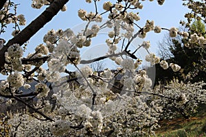 Cherry blossom at Jerte Valley, Cerezos en flor Valle del Jerte. Cherry blossom flowers are in bloom. photo