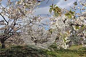 Cherry blossom at Jerte Valley, Cerezos en flor Valle del Jerte. Cherry blossom flowers are in bloom. photo