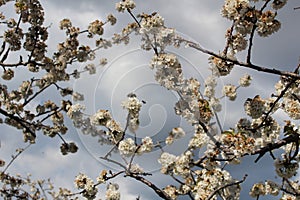 Cherry blossom at Jerte Valley, Cerezos en flor Valle del Jerte. Cherry blossom flowers are in bloom. photo