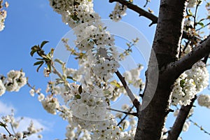 Cherry blossom at Jerte Valley, Cerezos en flor Valle del Jerte. Cherry blossom flowers are in bloom. photo