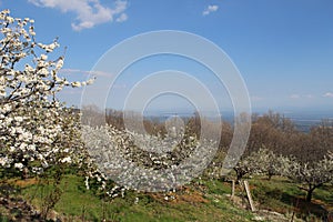 Cherry blossom at Jerte Valley, Cerezos en flor Valle del Jerte. Cherry blossom flowers are in bloom. photo