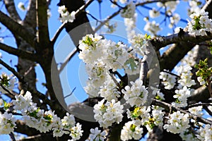 Cherry blossom at Jerte Valley, Cerezos en flor Valle del Jerte. Cherry blossom flowers are in bloom photo