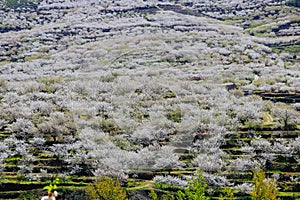 Cherry blossom at Jerte Valley, Cerezos en flor Valle del Jerte. Cherry blossom flowers are in bloom photo