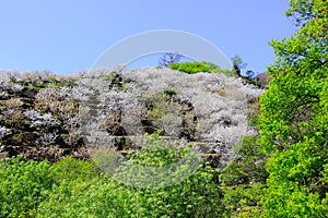 Cherry blossom at Jerte Valley, Cerezos en flor Valle del Jerte. Cherry blossom flowers are in bloom photo