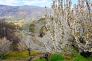 Cherry blossom at Jerte Valley, Cerezos en flor Valle del Jerte. Cherry blossom flowers are in bloom photo