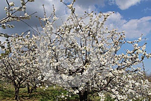 Cherry blossom at Jerte Valley, Cerezos en flor Valle del Jerte. Cherry blossom flowers are in bloom. photo