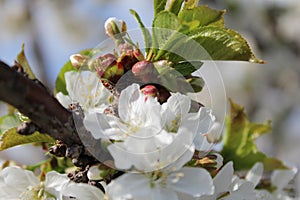 Cherry blossom at Jerte Valley, Cerezos en flor Valle del Jerte. Cherry blossom flowers are in bloom. photo