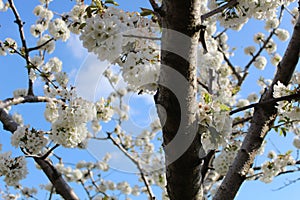 Cherry blossom at Jerte Valley, Cerezos en flor Valle del Jerte. Cherry blossom flowers are in bloom. photo