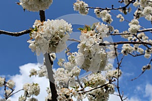 Cherry blossom at Jerte Valley, Cerezos en flor Valle del Jerte. Cherry blossom flowers are in bloom. photo