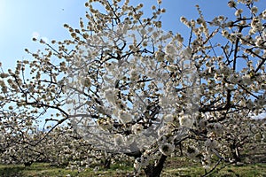 Cherry Blossom at the Jerte Valley, Extremadura, Spain