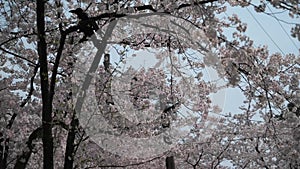Cherry blossom Joetsu park stroll