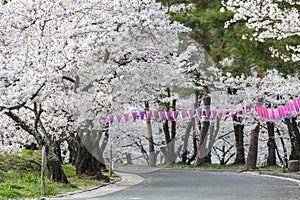 Cherry blossom in Joyama park during Hanami festival, Matsumoto