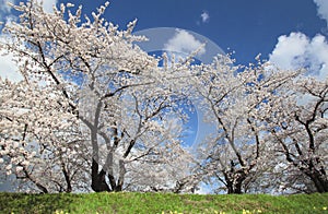 Cherry blossom in Kakunodate