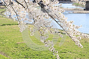 Cherry blossom in Kakunodate