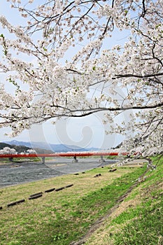 Cherry blossom in Kakunodate
