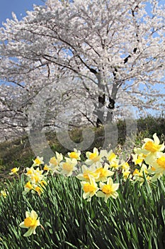 Cherry blossom in Kakunodate