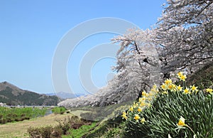 Cherry blossom in Kakunodate