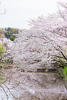 Cherry Blossom in Kamakura City