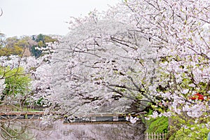 Cherry Blossom in Kamakura City