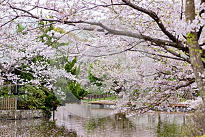 Cherry Blossom in Kamakura City