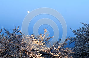 Cherry blossom Kenrokuen garden Kanazawa Japan