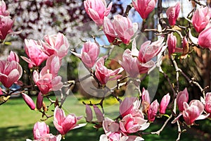 Cherry blossom in Kenwood MD photo