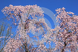 Cherry blossom in Kenwood MD photo