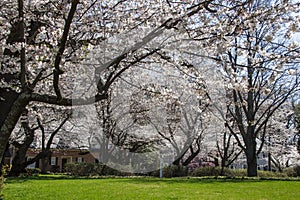 Cherry blossom in Kenwood MD photo