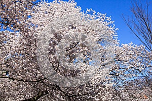 Cherry blossom in Kenwood MD photo