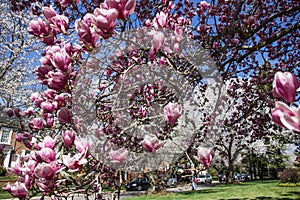 Cherry blossom in Kenwood MD