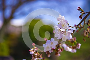 Cherry blossom at Koishikawa kourakuen park in Tokyo handheld closeup