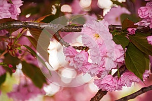 cherry blossom of kwanzan sakura on a sunny day