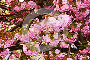 cherry blossom of kwanzan sakura on a sunny day