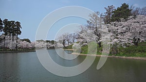 Cherry blossom on the lake