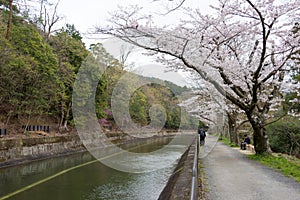 Cherry blossom at Lake Biwa Canal Biwako Sosui in Yamashina, Kyoto, Japan. Lake Biwa Canal is a