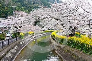 Cherry blossom at Lake Biwa Canal Biwako Sosui in Yamashina, Kyoto, Japan. Lake Biwa Canal is a