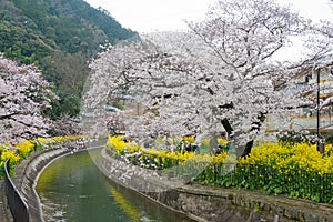 Cherry blossom at Lake Biwa Canal Biwako Sosui in Yamashina, Kyoto, Japan. Lake Biwa Canal is a