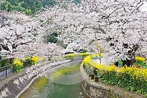 Cherry blossom at Lake Biwa Canal Biwako Sosui in Yamashina, Kyoto, Japan. Lake Biwa Canal is a