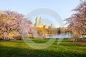 Cherry blossom at the Lake at Central Park and skyline of apartment buildings in upper west side Manhattan