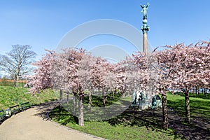 Cherry Blossom in Langelinie park on a beautiful spring day. Sakura festival in Copenhagen