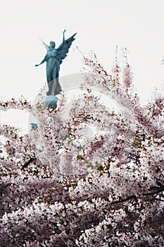 Cherry blossom in Langelinie Park Copenhagen Denmark photo