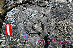 Cherry blossom and lanterns