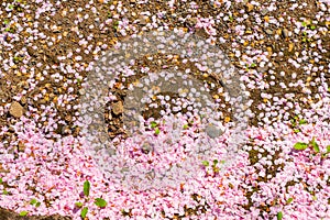 Cherry Blossom Leaves fallen on the ground