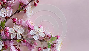 Cherry blossom on light pink background. The beauty of spring and the transient nature