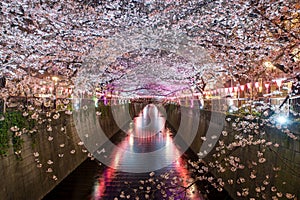 Cherry blossom lined Meguro Canal at night in Tokyo, Japan. Springtime in April in Tokyo, Japan.